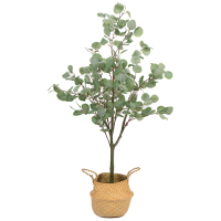 Planta permanente eucalipto verde grande